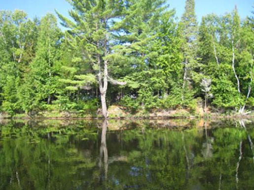 grousecoveb